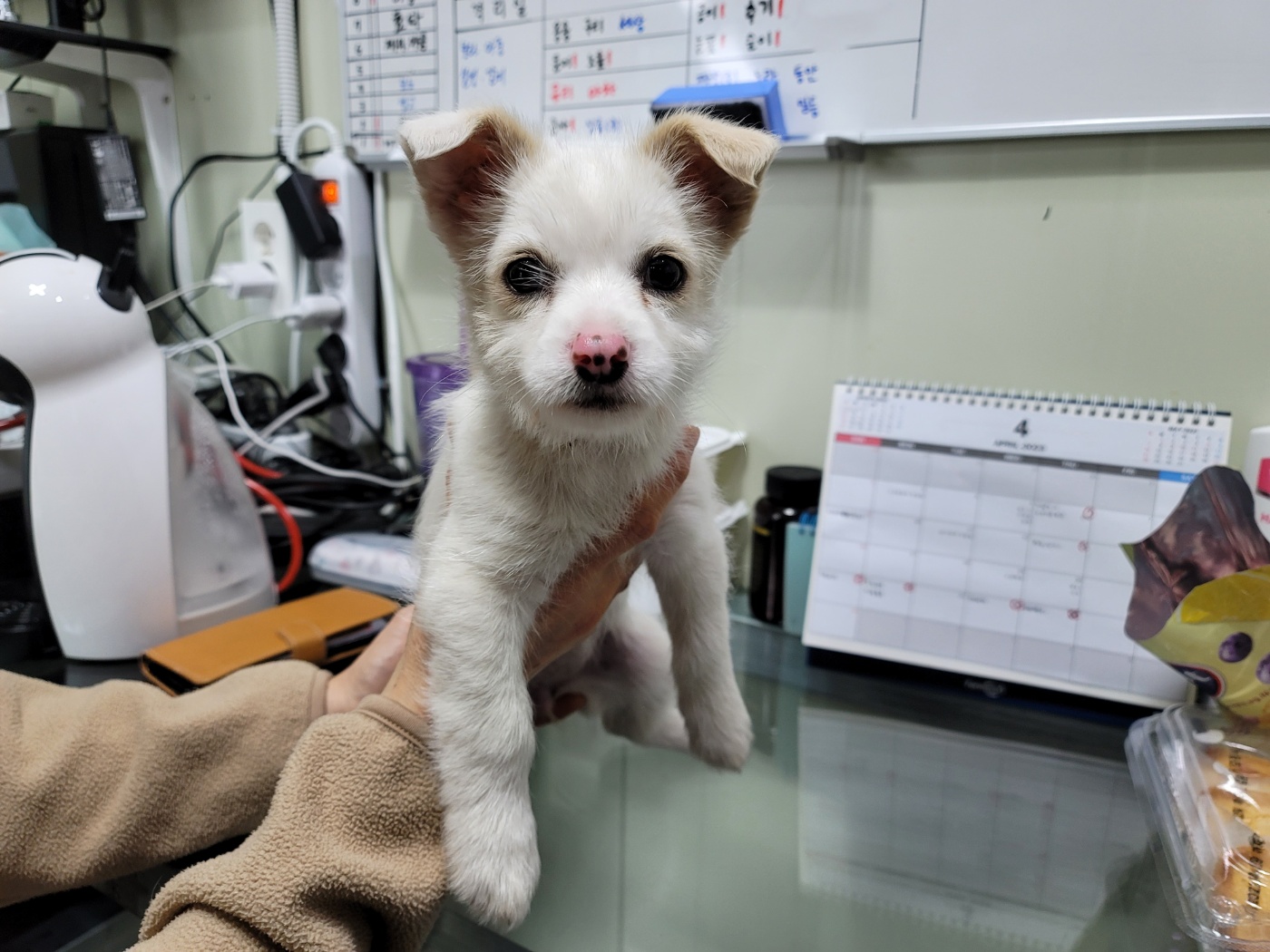 믹스견 이미지 파일 입니다.